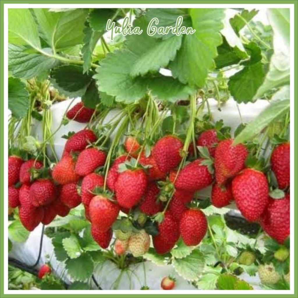 BIBIT STRAWBERRY CALIFORNIA JUMBO