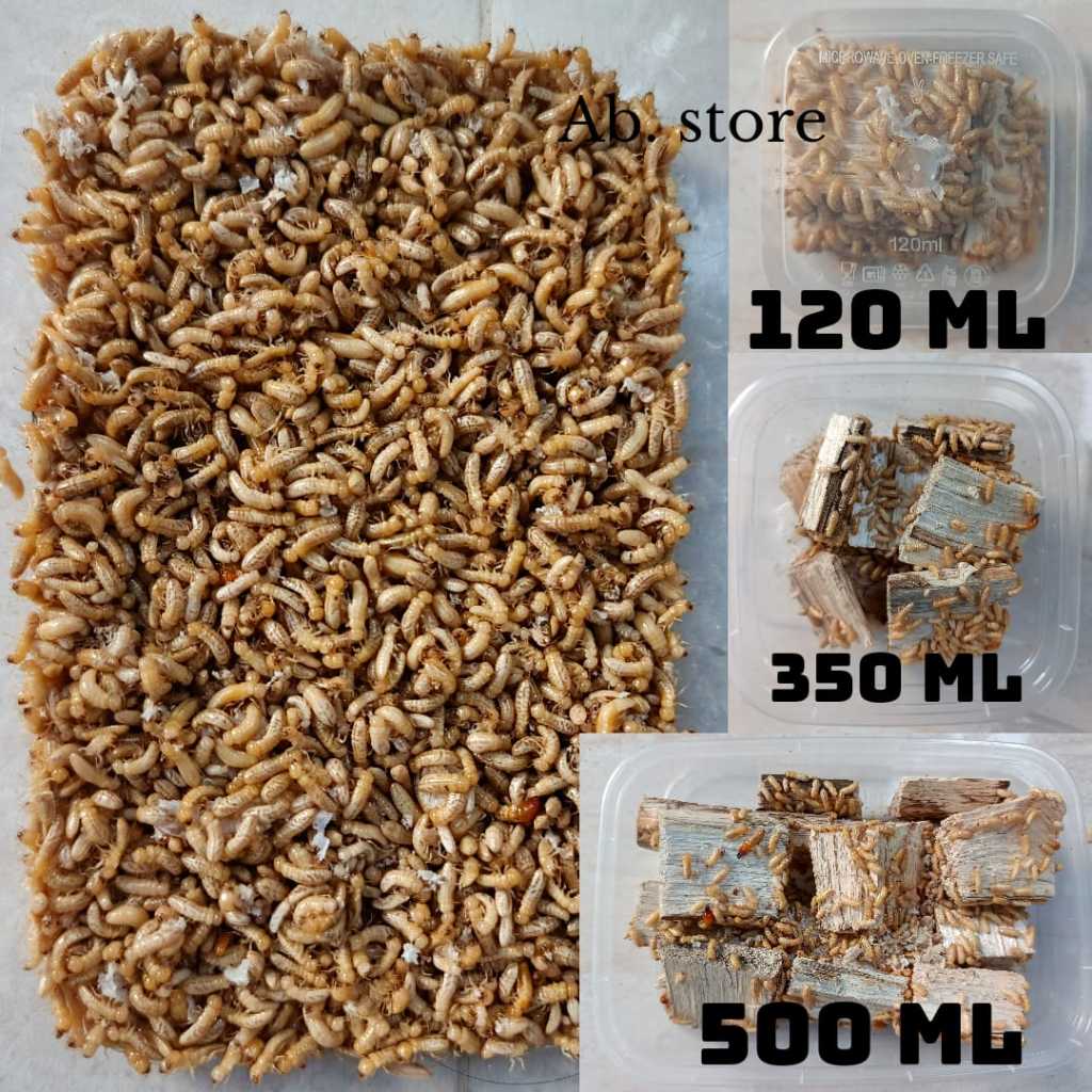 POA/PUA/RENGAS UMPAN MANCING GACOR IKAN BEUNTER DLL