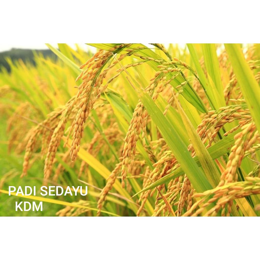BIBIT PADI SEDAYU KEMASAN 1 KG BIBIT PADI KUALITAS UNGGUL