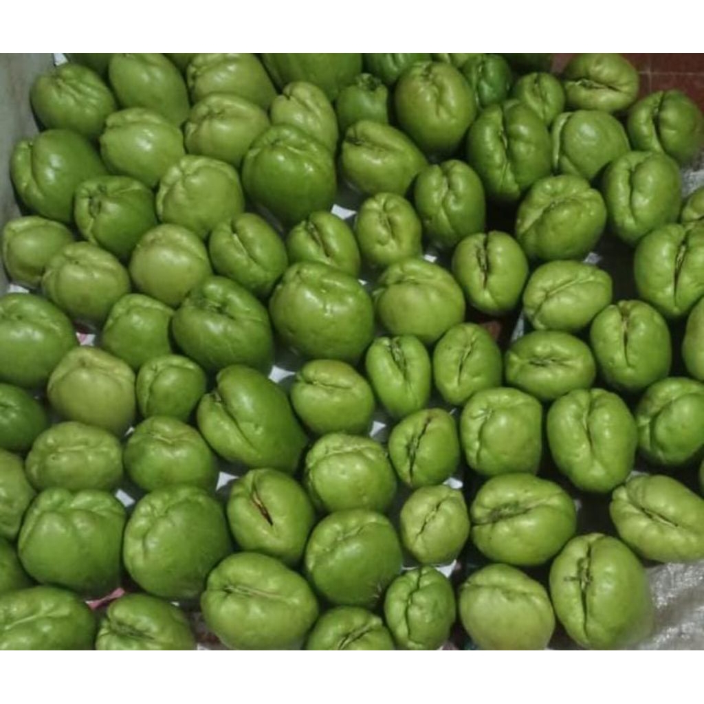 Bibit labu Siam jipang siap tanam