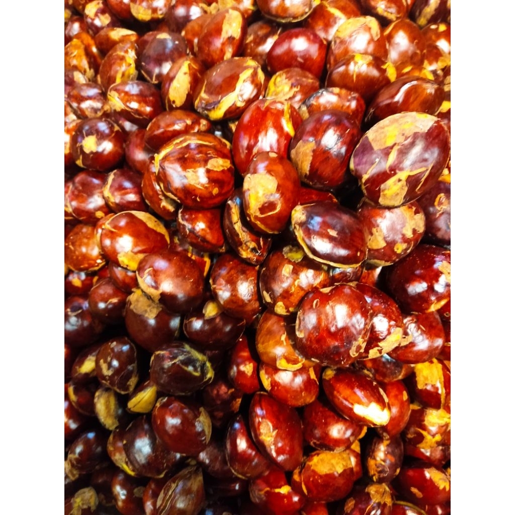 Jengkol Tua 1 Kg - Mentah Pulen Siap Masak