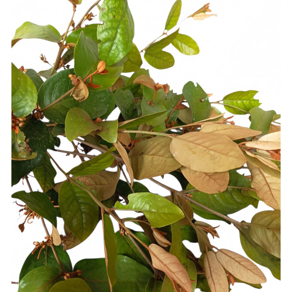 Benalu Pohon Kopi Segar Petik Langsung