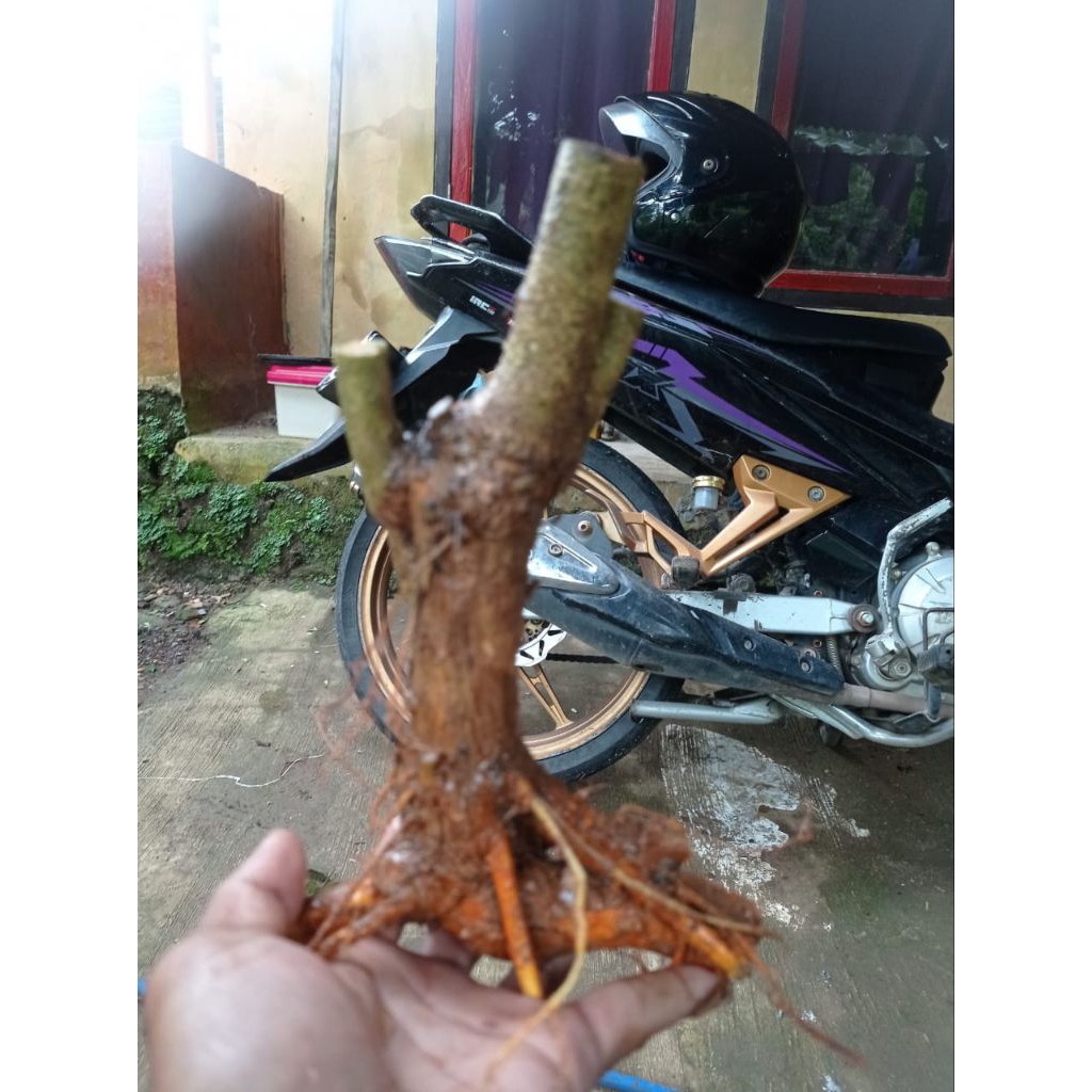 Bahan bonsai sisir kaliage small