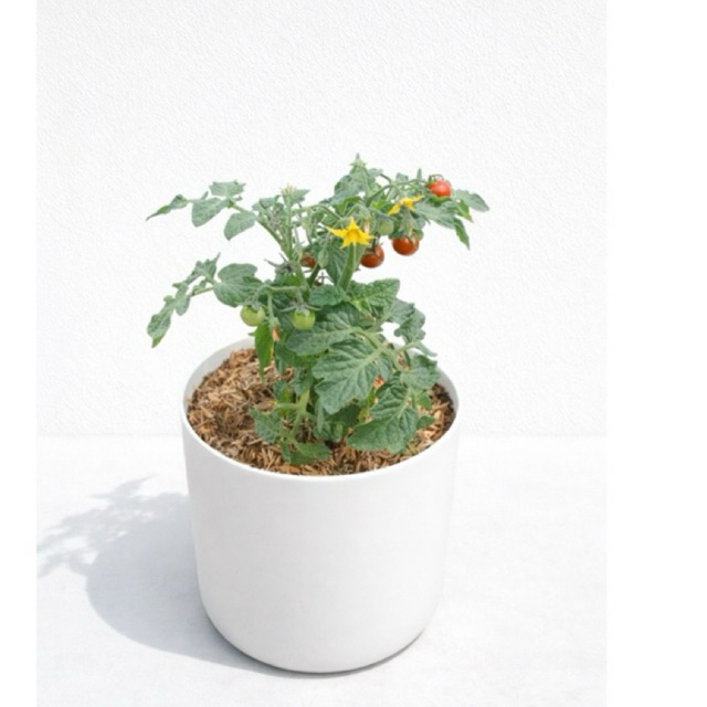 Tanaman buah tomat Ceri, tanaman tomat cery, Pohon Tomat Cery, tomat cerry