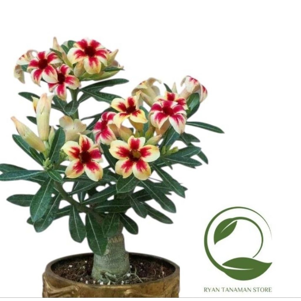 Tanaman Hias Adenium Kamboja Jepang Bunga Kuning Totol Merah - Adenium Kamboja Jepang