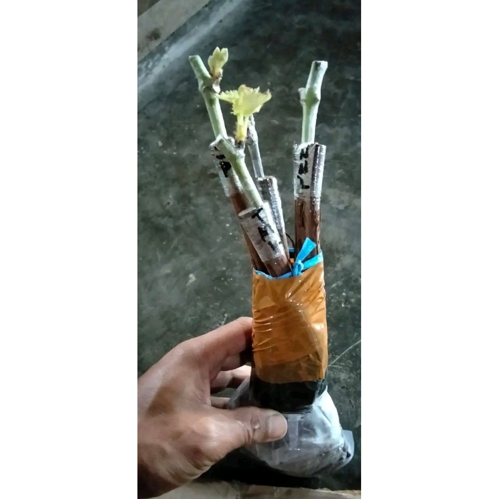 Cutting Grafting Anggur Import