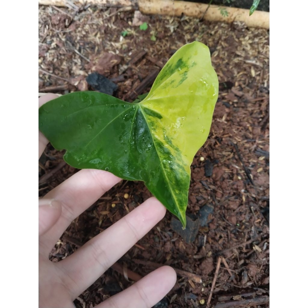 anthurium Pteroductyl varigata mewah
