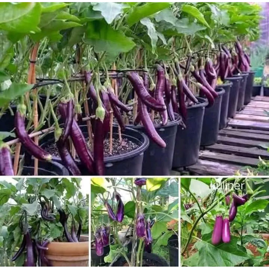 -+50 biji terong panjang unggul terong ungu