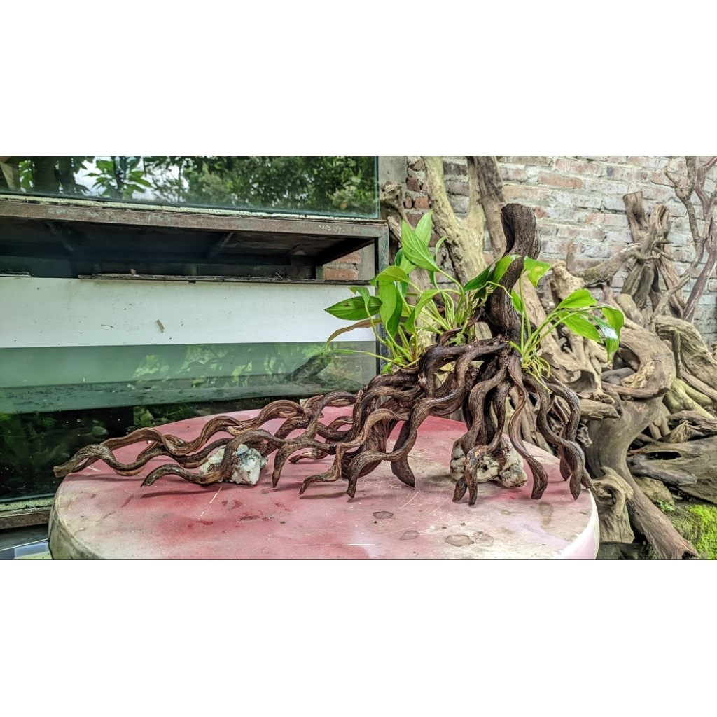 Hardscape Kayu Natural 60cm Hardscape aquascape aquarium murah