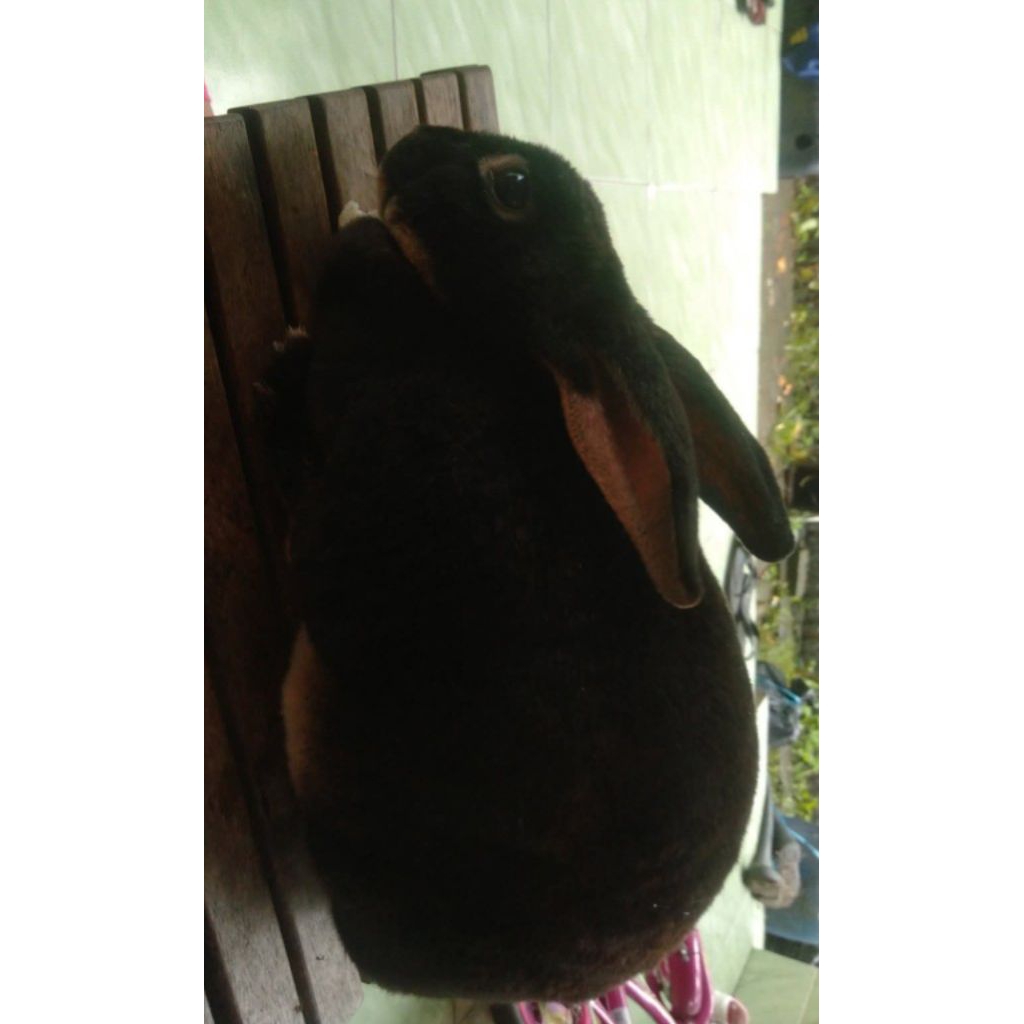 Kelinci Betina Indukan Rex Pure Asli Bulu Karpet Tebal dan Halus usia 9 bulan