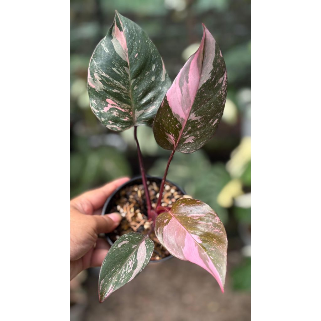philodendron pink princess galaxy
