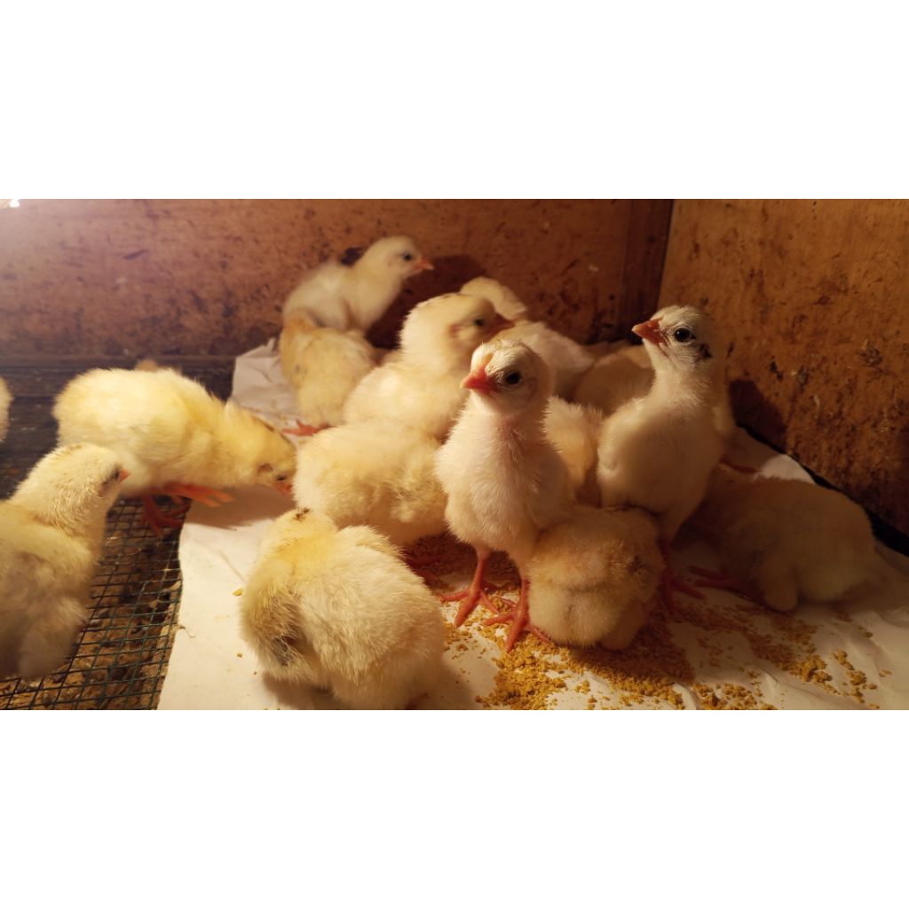 AYAM KAMPUNG PETELUR ELBA