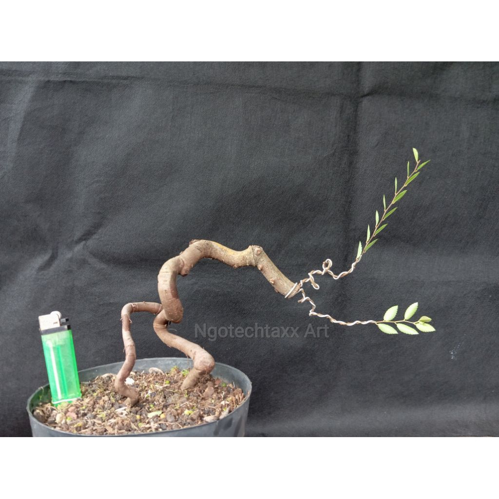 Bahan bonsai ulmus mikro micro