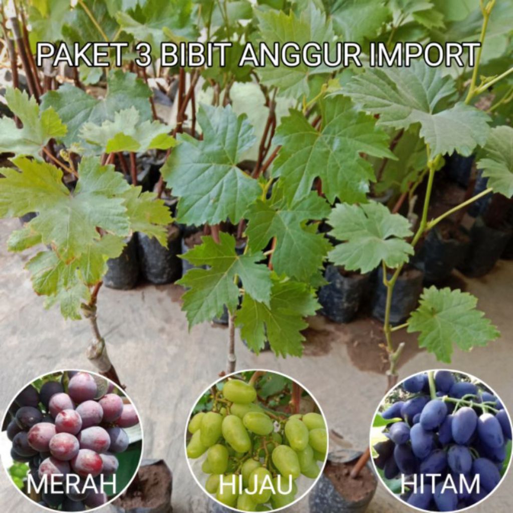 Bibit Anggur import hasil grafting unggul 3 varian merah hitam & hijau