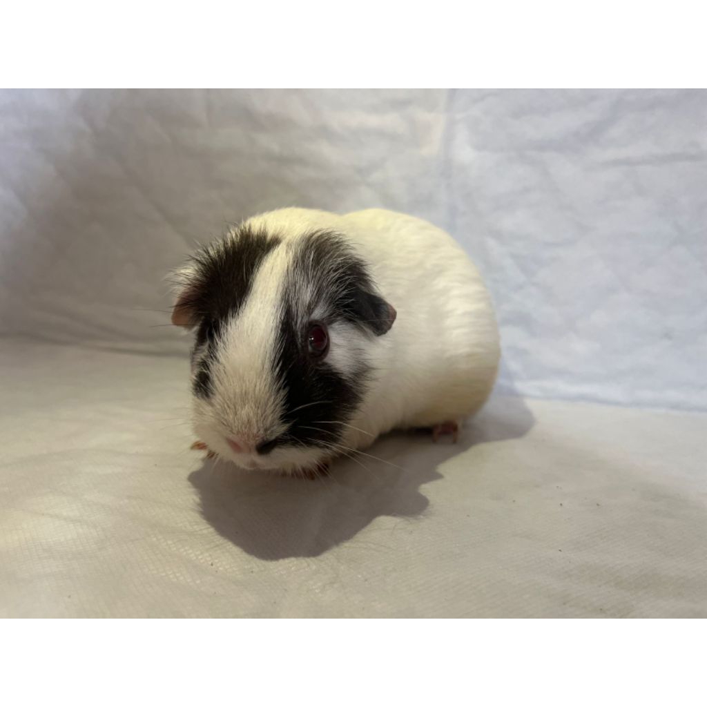 Guinea pig/Marmut Hias American betina Jumbo