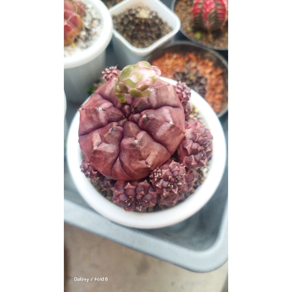 kaktus Daydream Cluster Jumbo