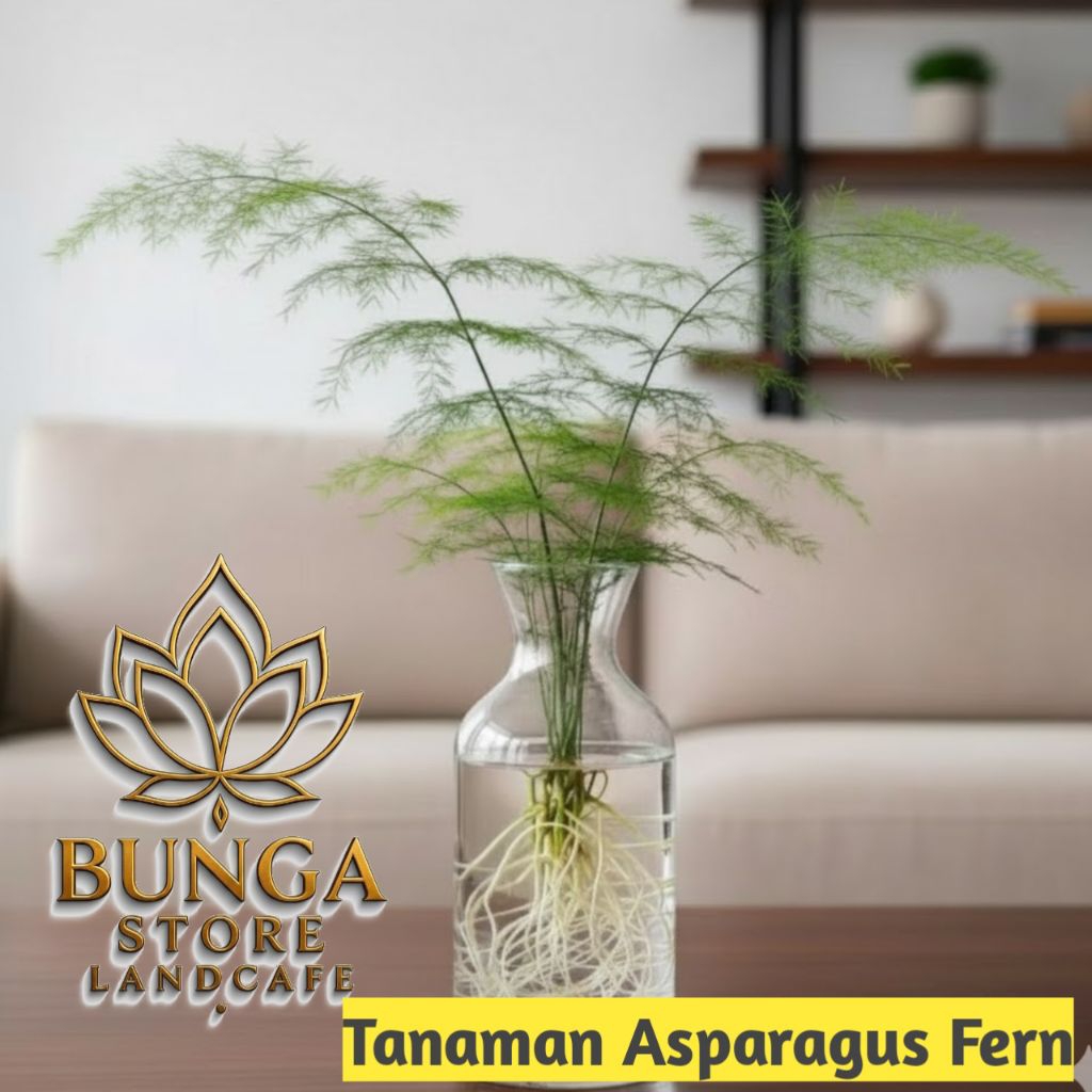 Tanaman Media Air Asparagus Fern - Tanaman Asparagus Fern