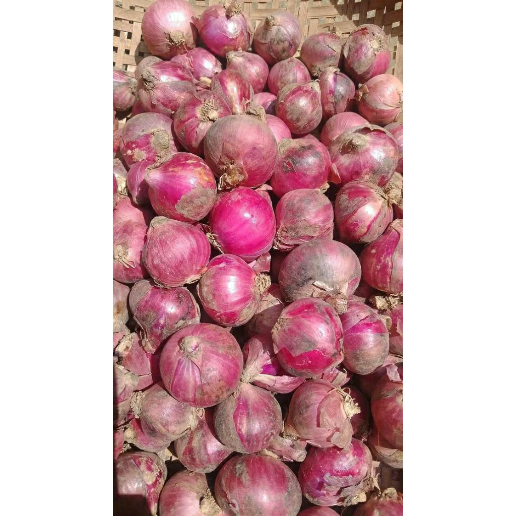 Bawang merah 1kg besar Jumbo