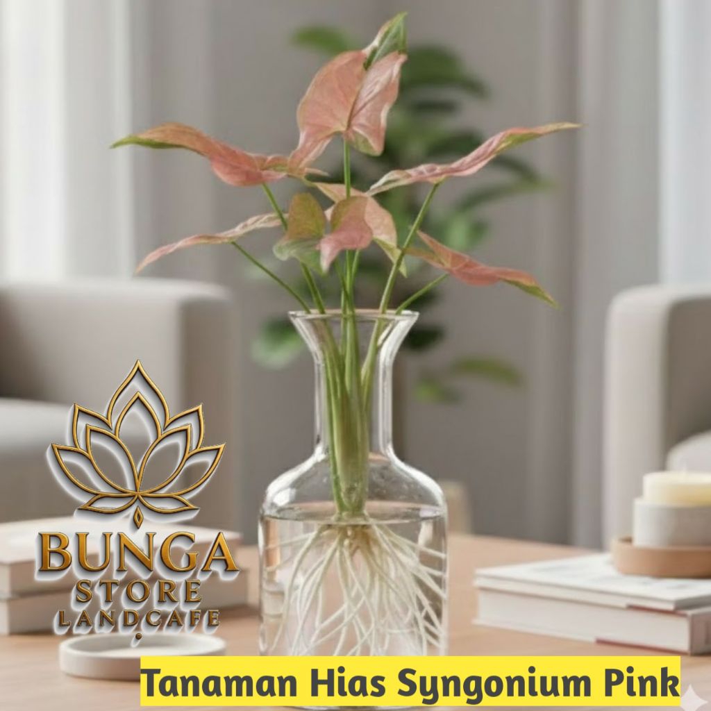 Tanaman Media Air Syngonium Pink Flacked - Tanaman Syngonium Pink Flacked