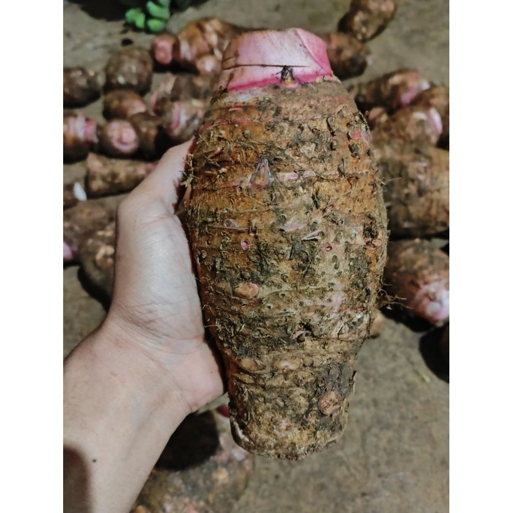 Talas merah, Talas Pratama 3, ubi talas fresh, Talas mentah.