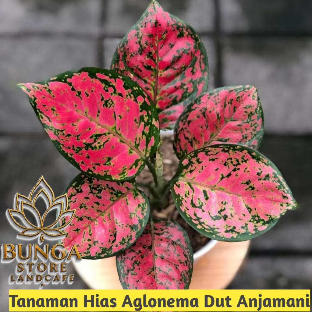 Tanaman Aglonema Dud Anjamani - Dud Anjamani