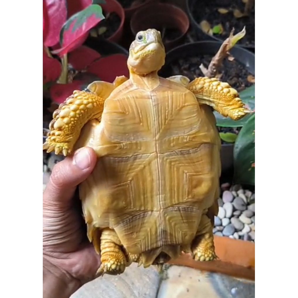 KURA KURA SULCATA (sepertinya betina) 16 CM