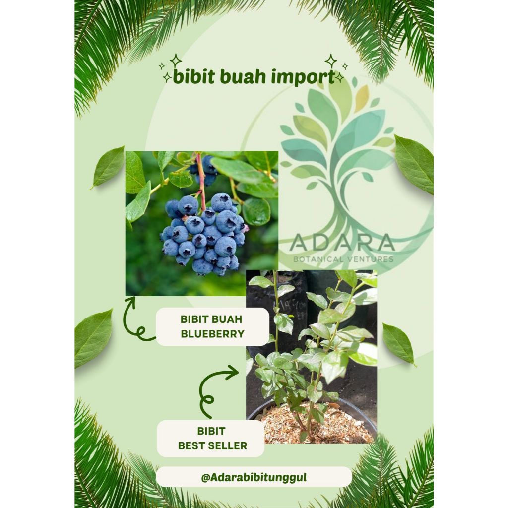 Bibit Blueberry Import