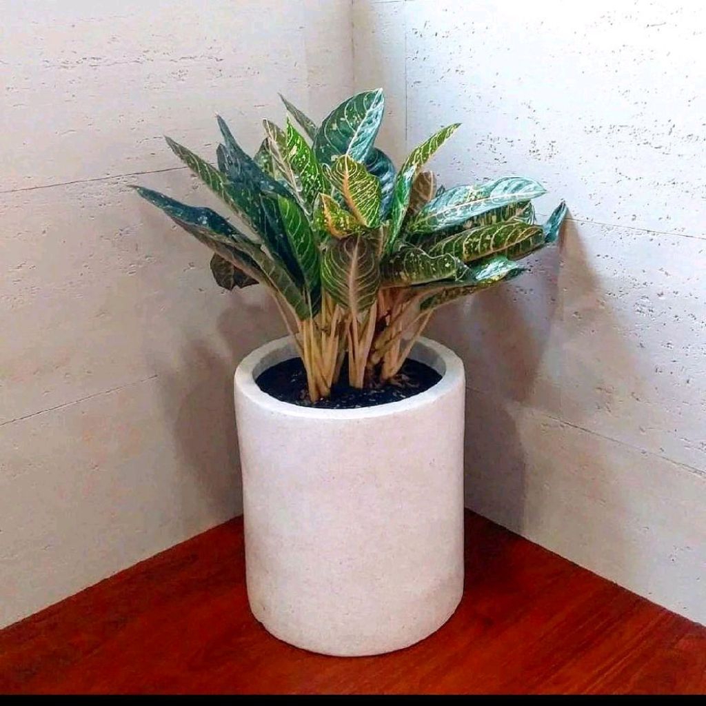 Pot Teraso Terrazzo Tipe Silinder (Tabung) Mini Estetik