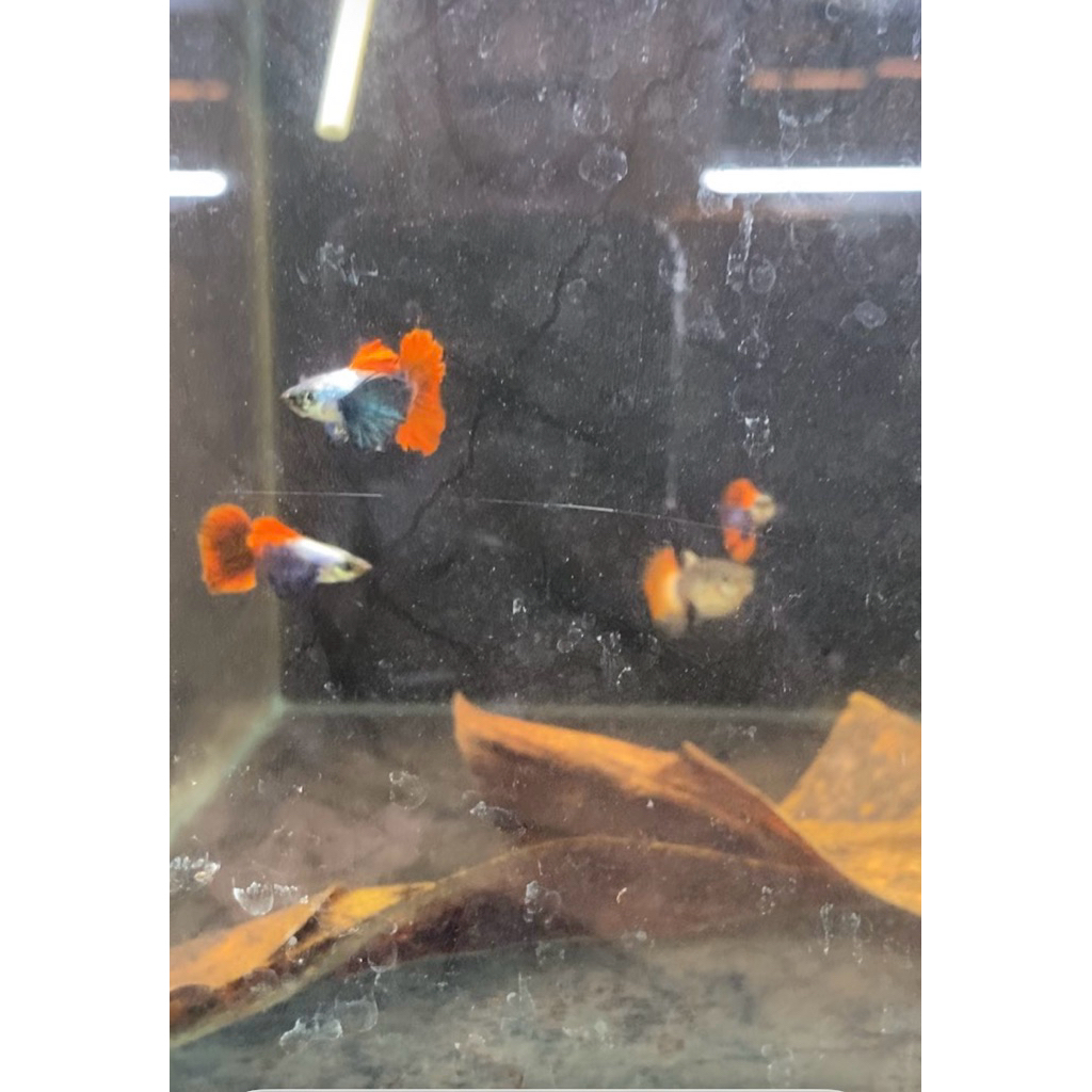 guppy prtde sepasang siap brol