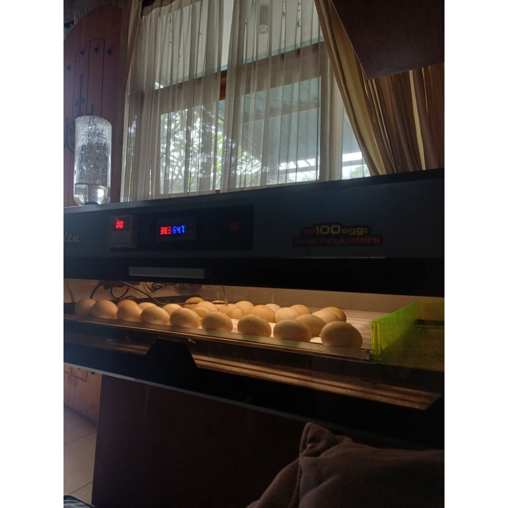 Telur Fertil Ayam Shamo Eropa (Untuk ditetaskan)