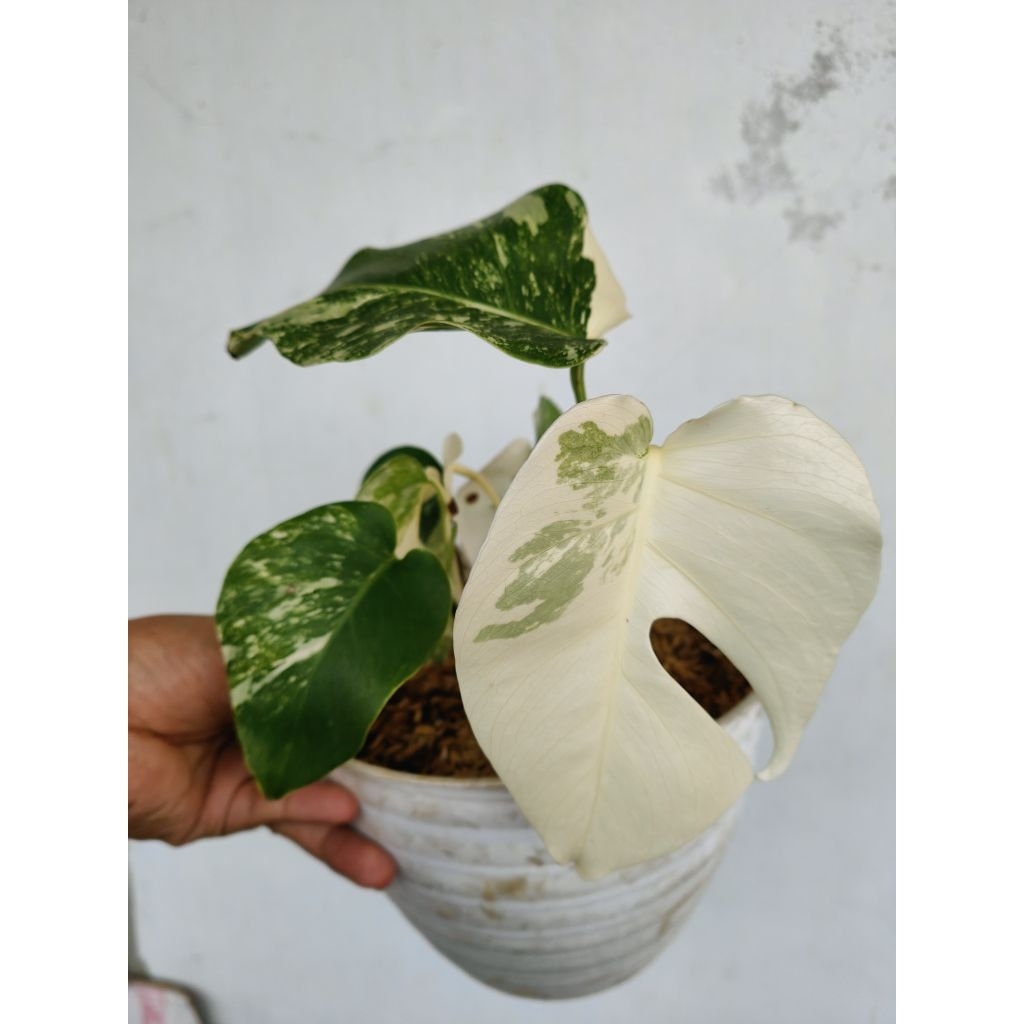 monstera Varigata marble