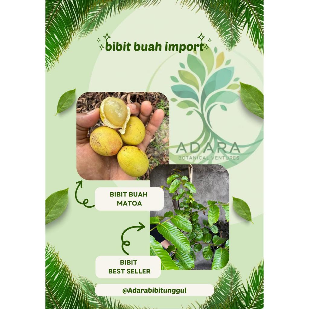 bibit matoa kuning cepat berbuah