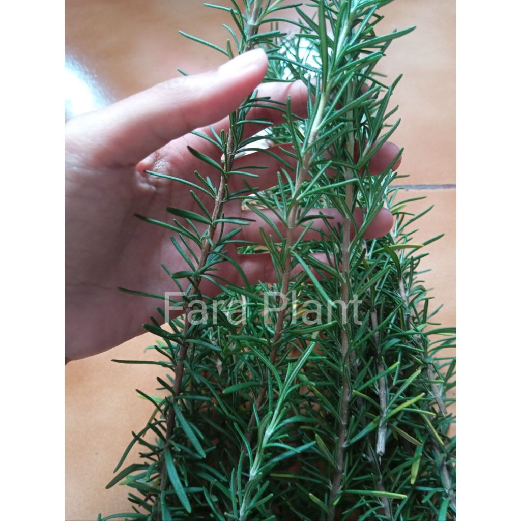 Daun Rosemary segar