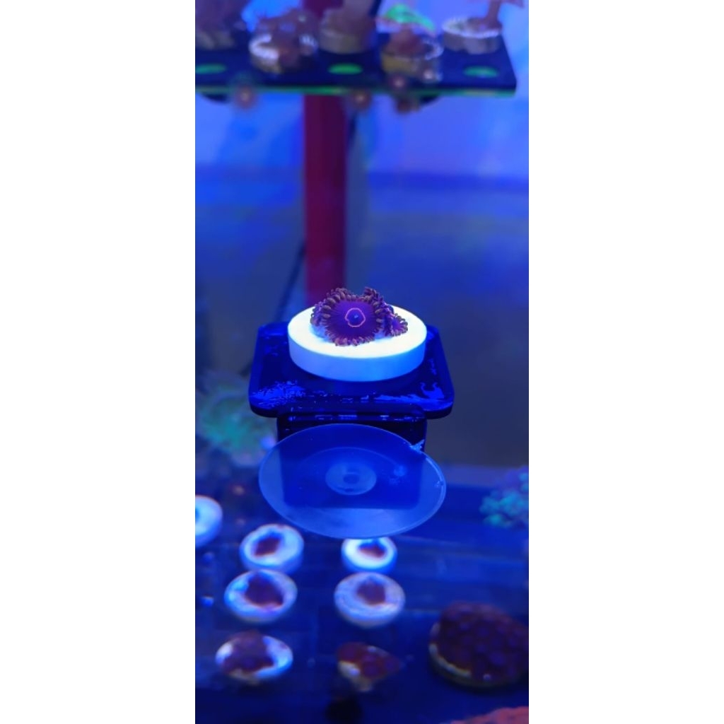 Zoanthid Red Hornet 3 sampai 4 mata