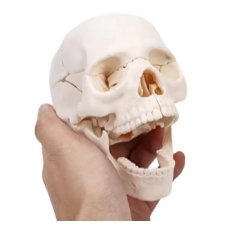 15PCS/SET 4D Disassembled White Mini Skull Anatomy Model Human Anatomy Detachable Skull Puzzle Medic