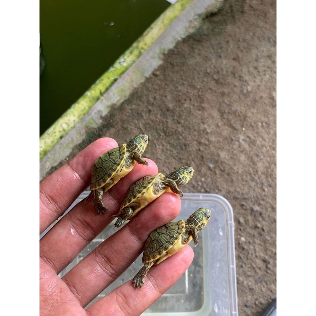 Mainan Anak Anak Kura Kura Yellow Belly Size 3-4 Cm Gratis Pakan