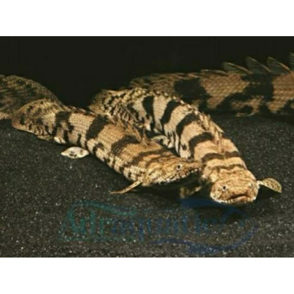 PALMAS ENDLICHERI SIZE 15-20CM HIASAN AQUARIUM