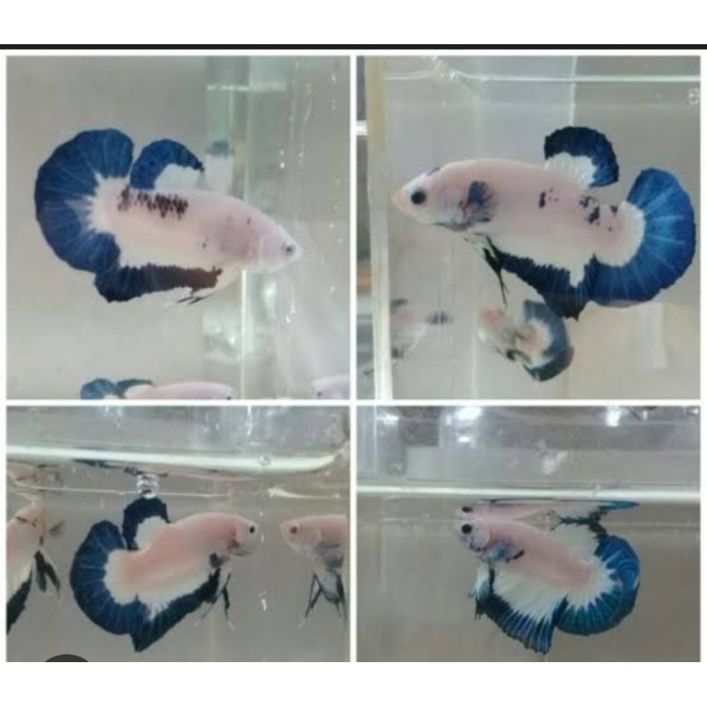 hiasan aquarium cupang blue rim