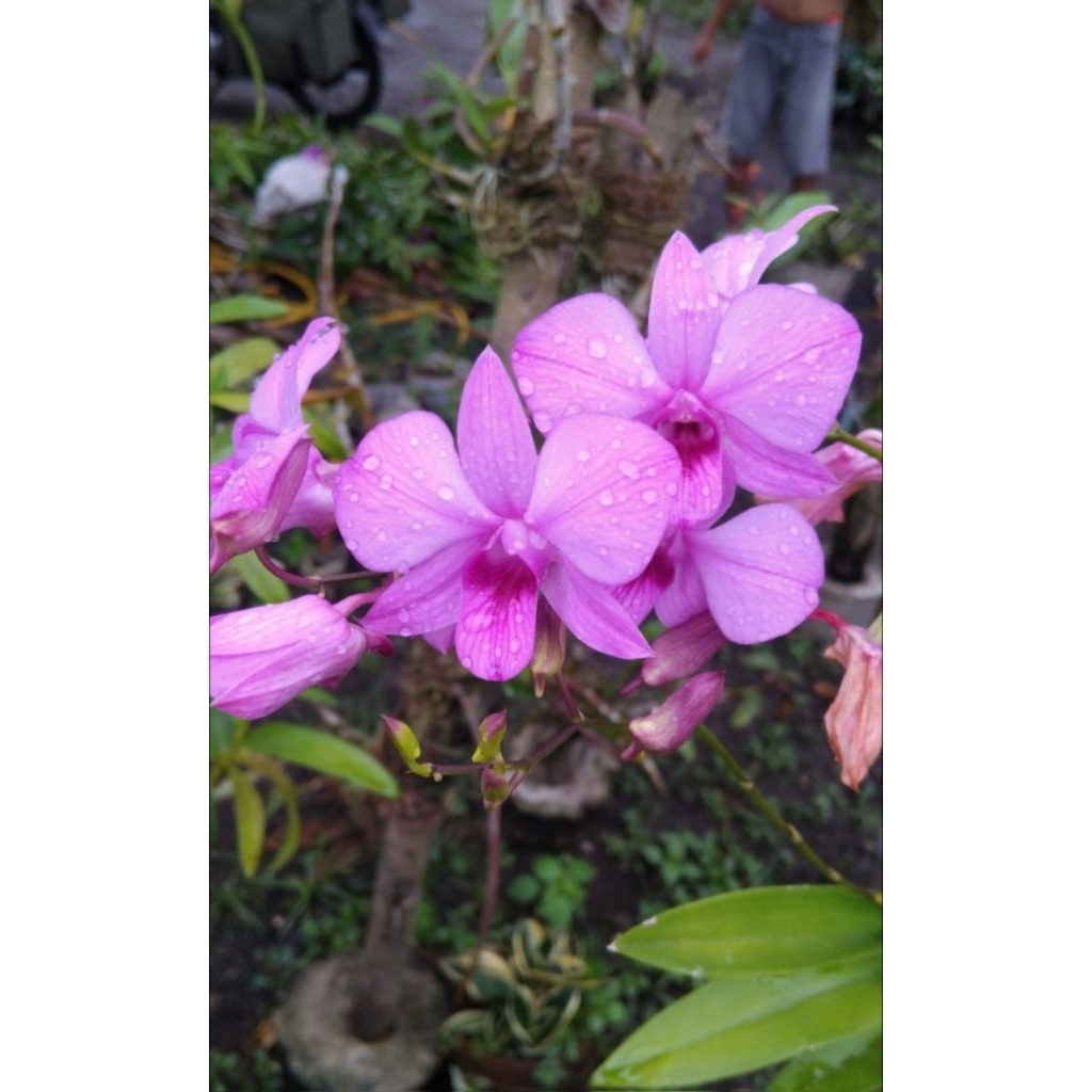 Keiki anggrek larat hasil split