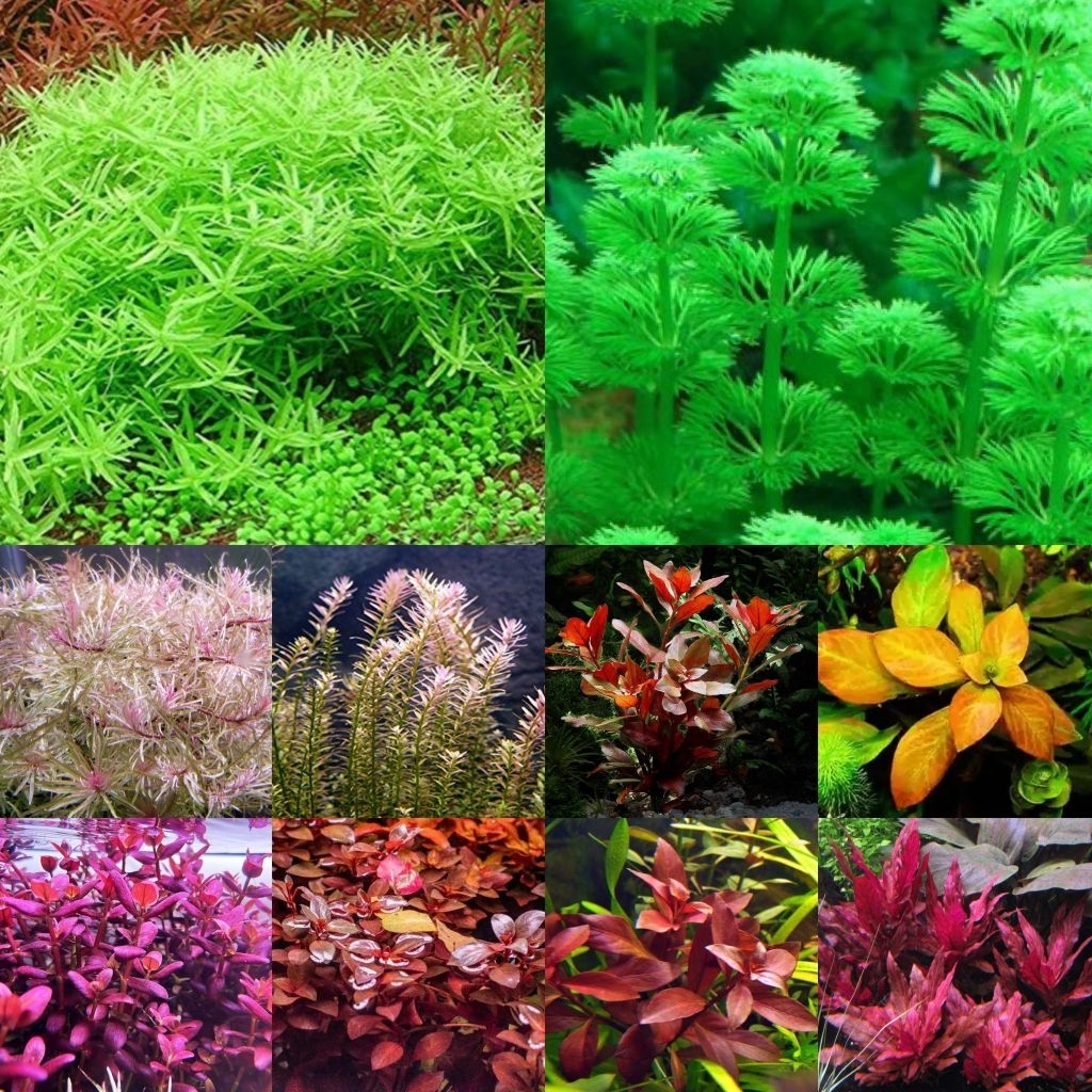 paket tanaman aquascape termurah 100 batang tanaman aquascape hiasan aquarium