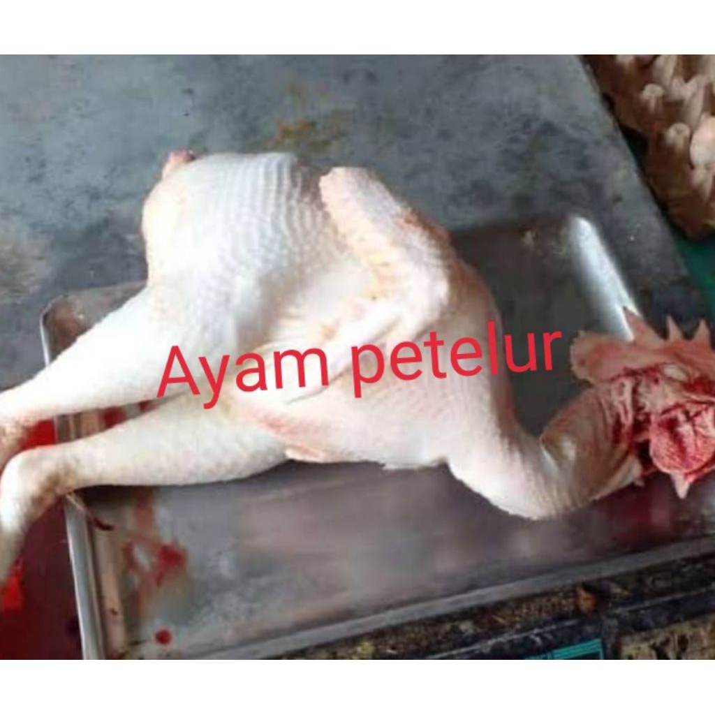 AYAM PETELUR atau MERAH