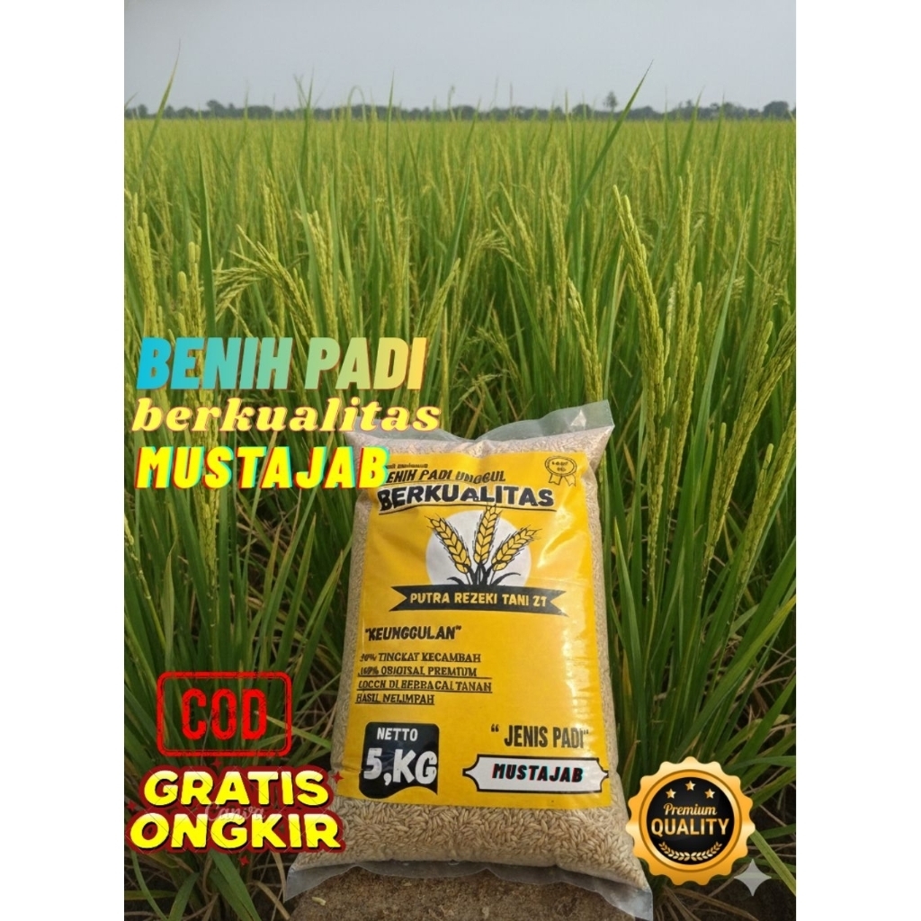 Benih padi bibit padi unggul MUSTAJAB berkualitas kemasan 5kg