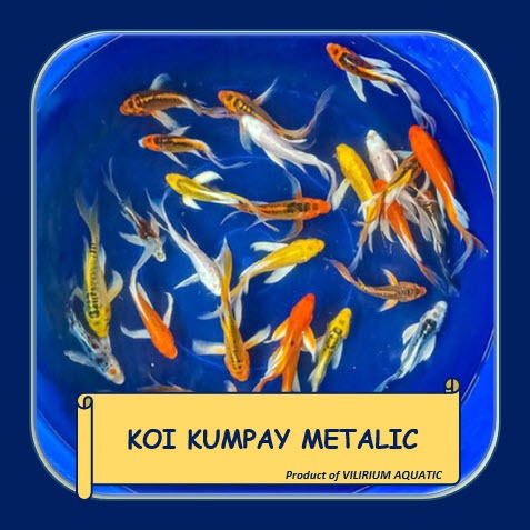IKAN HIAS AIR TAWAR - KOI KUMPAY SLAYER METALIK