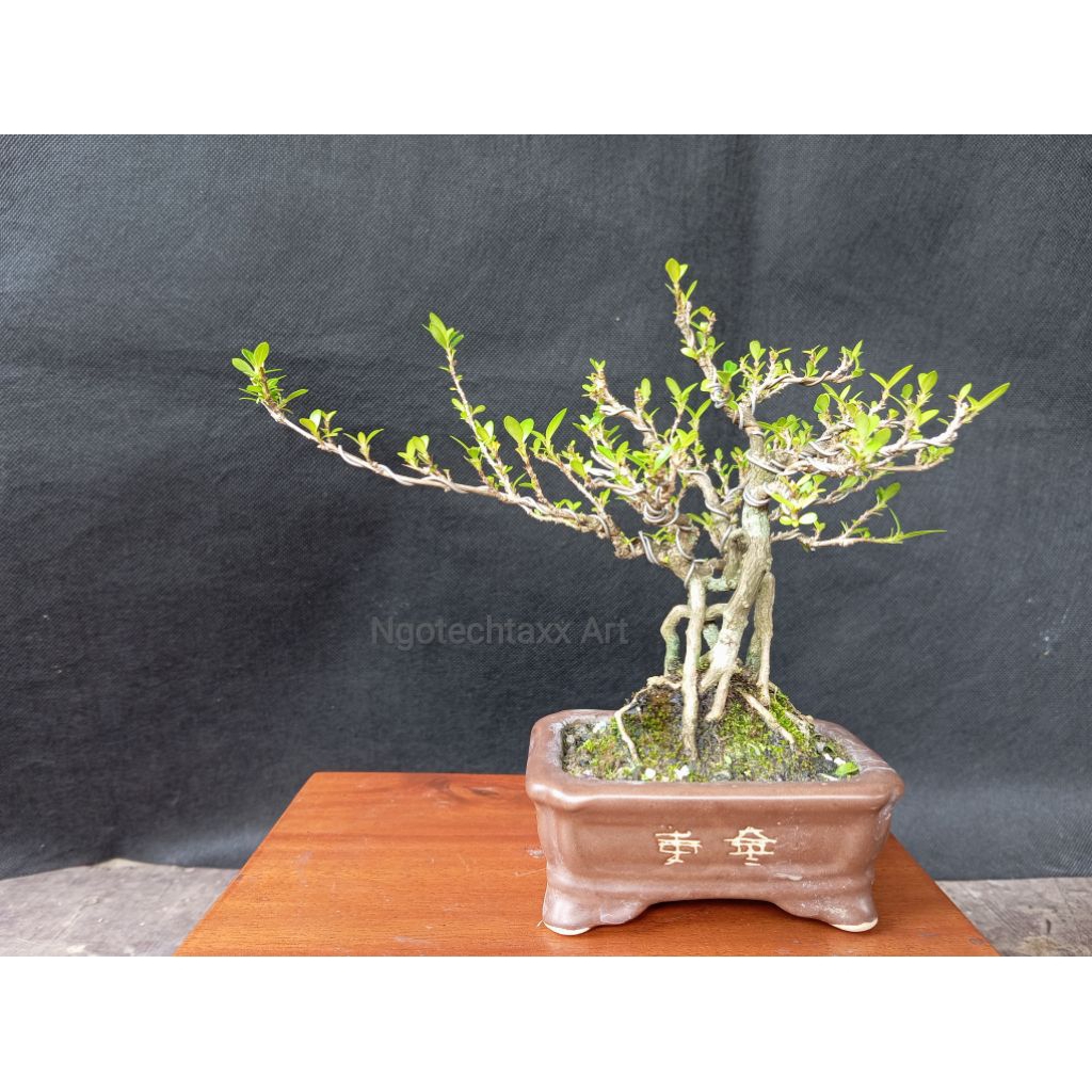 bonsai seribu bintang serbin serissa