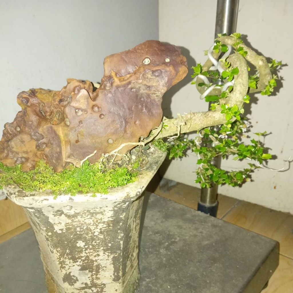 Bahan bonsai Mirten +pot+batu original