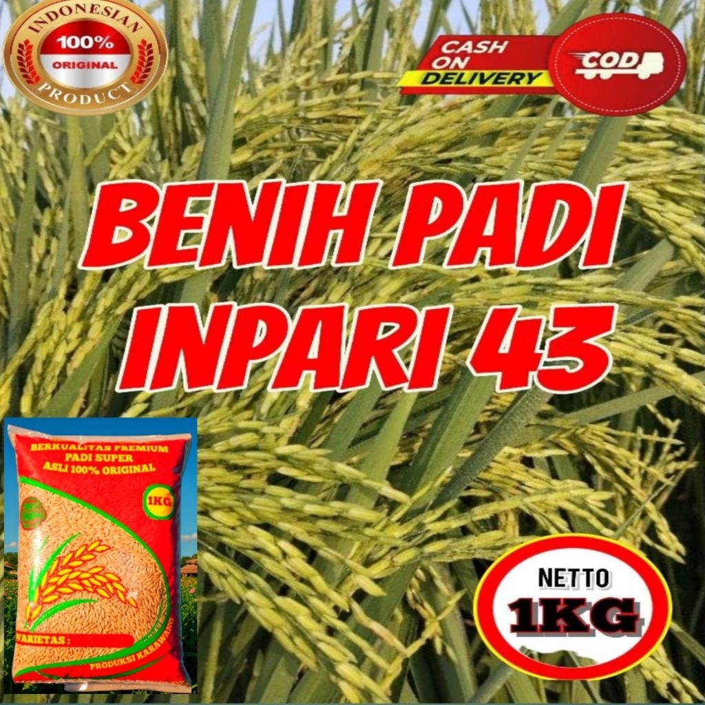 Bibit benih padi INPARI 43 SUPER BERKUALITAS KEMASAN 1KG