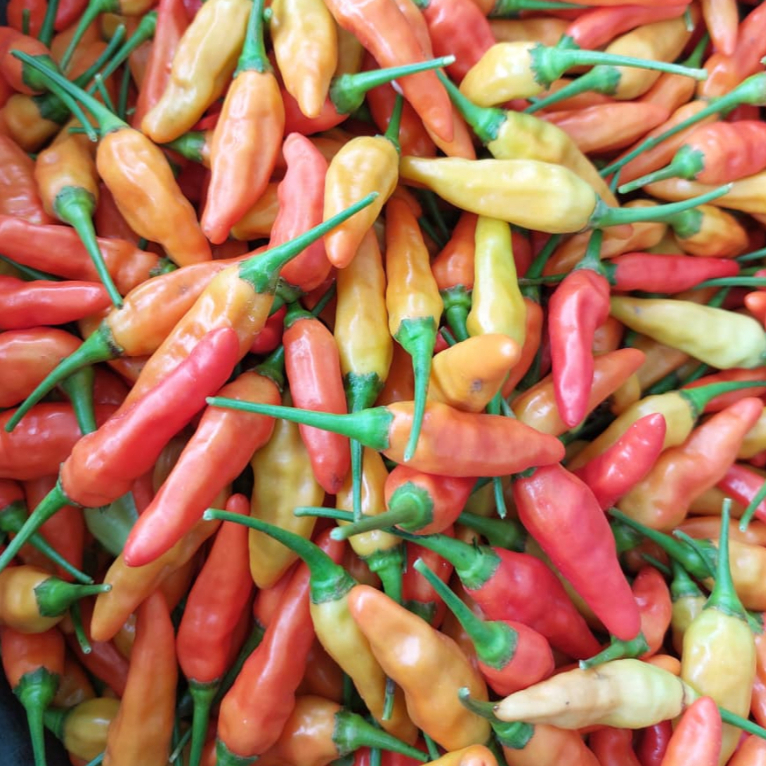 Cabai Rawit Setan/Cabe Setan/Cabe ORI 212/Cabe Caplak/CRM