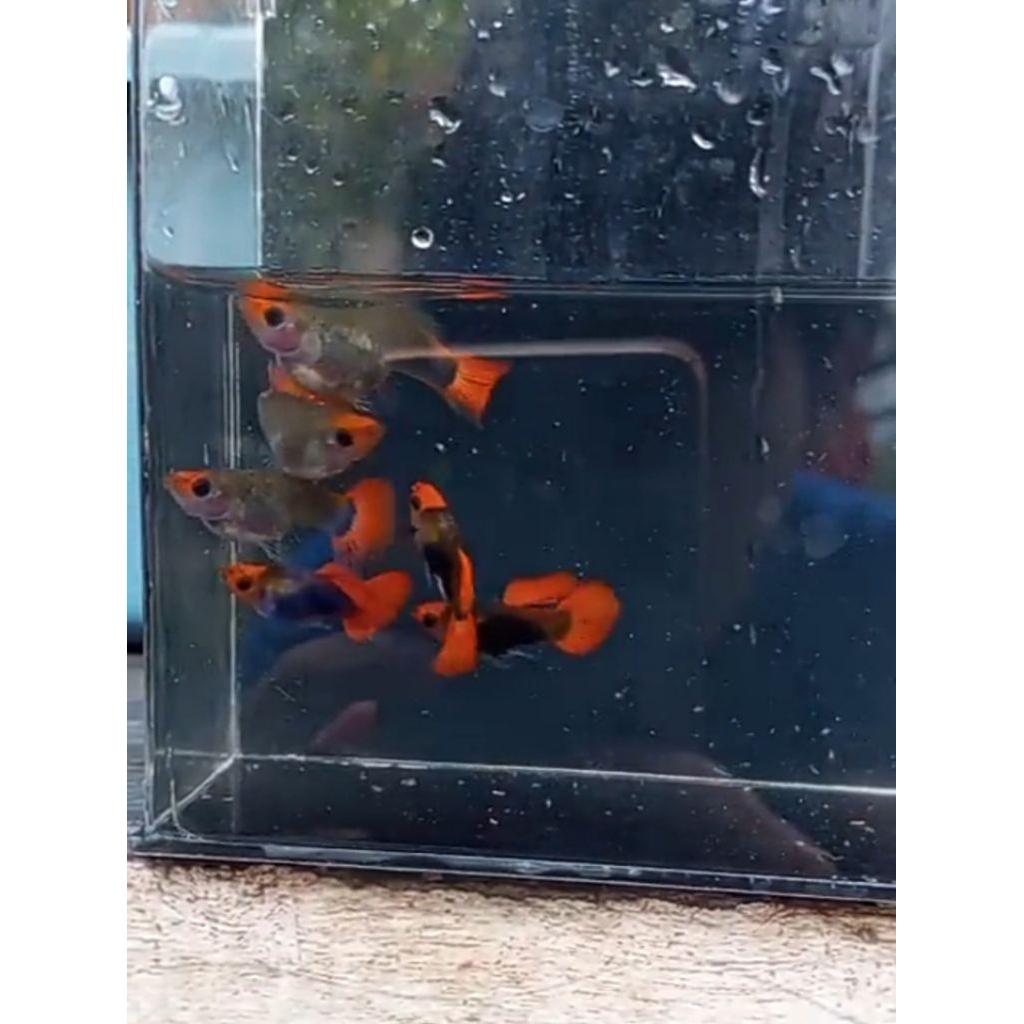 STIKER GUPPY TUXEDO KOI SB GB / TUXEDO KOI SHORT BODY GLASS BELLY