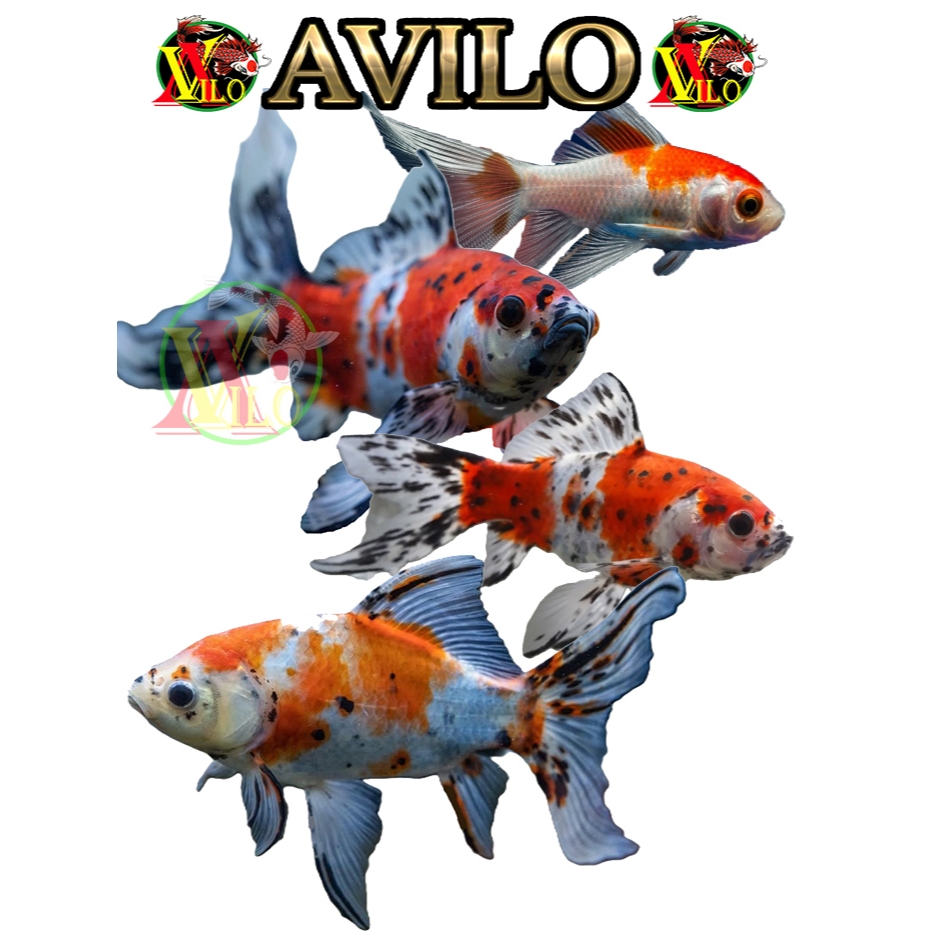 ikan mas komet bokim  size sedang 11 - 13 cm pancawarna comtank tankmate koi koki  kolam