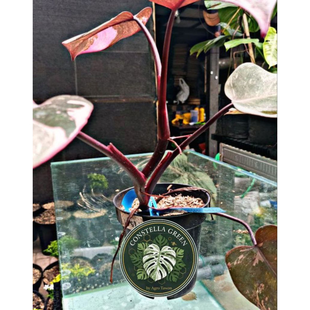 PHILO PINK PRINCESS GALAXY DAUN MEWAH - Tanaman Hias Indoor Sultan Estetik